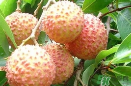 桂味荔枝多少錢一斤2017？桂味荔枝價(jià)格
