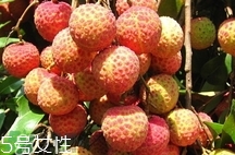 雞嘴荔枝多少錢一斤2017？香山雞嘴荔枝什么價(jià)錢