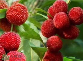 吃楊梅會感染sk5病毒嗎？吃楊梅感染sk5病毒是真的嗎？