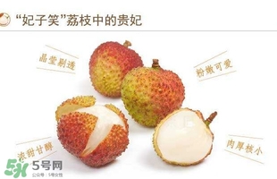 貴妃荔枝是哪里的？貴妃荔枝的產(chǎn)地是哪里