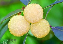 吃楊梅中毒怎么辦？吃楊梅中毒的癥狀