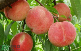 水蜜桃可以和香蕉一起吃嗎？水蜜桃可以跟香蕉同吃嗎？