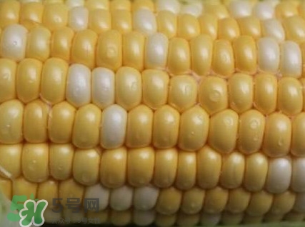 水果玉米孕婦能吃嗎？懷孕可以吃水果玉米嗎