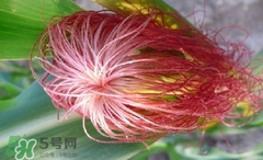 玉米須怎樣保存？玉米須可以曬干保存嗎？