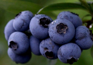 藍(lán)莓熱量高嗎？藍(lán)莓醬熱量高嗎？