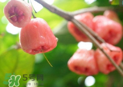 蓮霧什么季節(jié)吃最好？什么品種的蓮霧最好吃