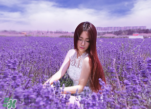 六月份還有薰衣草嗎？6月份哪里有薰衣草？
