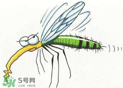招蚊子是什么原因？招蚊子體質(zhì)怎么辦？