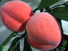 提子和桃子能一起吃嗎？提子和桃子一起吃好嗎？