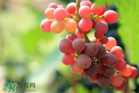 提子一天吃多少？提子一天吃幾個？