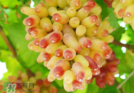 提子一天吃多少？提子一天吃幾個？