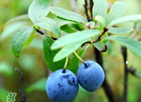 藍(lán)莓熱量高嗎？藍(lán)莓醬熱量高嗎？