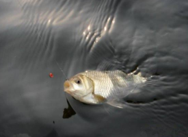 六月份怎么釣鯽魚？6月份釣鯽魚用什么餌料？