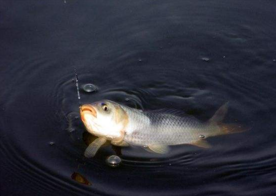 六月份怎么釣鯽魚？6月份釣鯽魚用什么餌料？