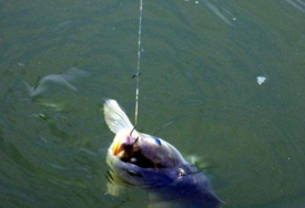 六月份怎么釣鯽魚？6月份釣鯽魚用什么餌料？
