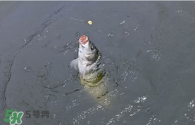 六月份怎么釣鯉魚？六月份釣鯉魚技巧