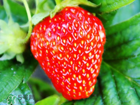 夏天有草莓嗎？夏天草莓結(jié)果嗎？