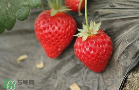 夏天有草莓嗎？夏天草莓結(jié)果嗎？