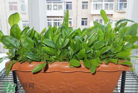 夏天可以種菠菜嗎？夏天菠菜為什么難種植？