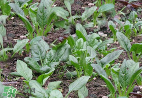 夏天可以種菠菜嗎？夏天菠菜為什么難種植？