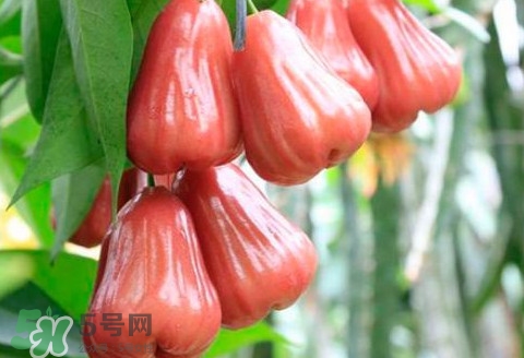 蓮霧什么季節(jié)成熟？蓮霧什么時(shí)候成熟