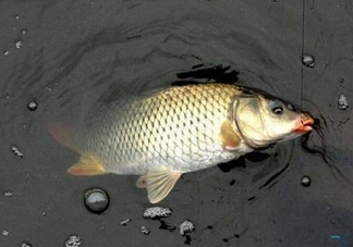 六月份怎么釣鯽魚？6月份釣鯽魚用什么餌料？