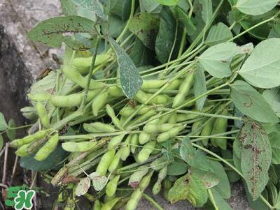 六月份可以種毛豆嗎？六月份毛豆怎么種植？