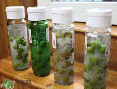 青梅酒用什么酒泡？青梅酒用什么酒好？