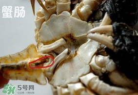 面包蟹是哪里產(chǎn)的？面包蟹哪里不能吃圖解