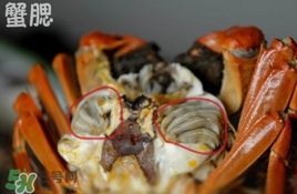 面包蟹是哪里產(chǎn)的？面包蟹哪里不能吃圖解