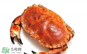 面包蟹是海蟹嗎？面包蟹吃什么東西