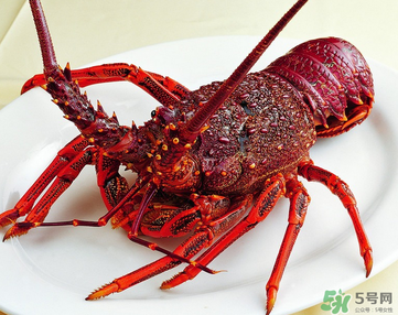 澳洲龍蝦是淡水的嗎？澳洲龍蝦是海鮮嗎？