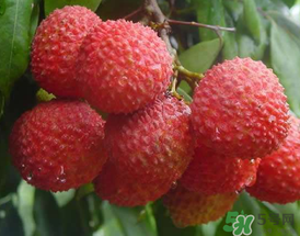 吃荔枝為什么會(huì)暈倒？吃荔枝暈倒怎么回事？