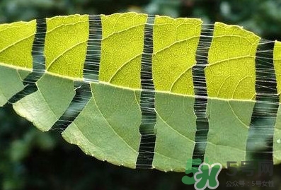 杜仲茶每天喝多少合適？杜仲茶喝多有什么不好