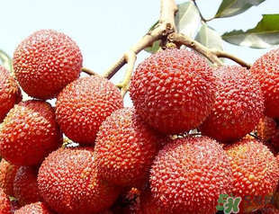 荔枝吃多了會胖嗎？吃荔枝會長胖嗎？