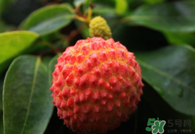 吃荔枝會(huì)流鼻血嗎？荔枝吃多了會(huì)流鼻血嗎？