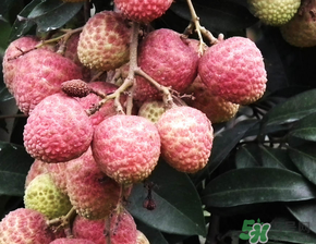 荔枝吃多了會(huì)流鼻血嗎？吃荔枝會(huì)流鼻血嗎？