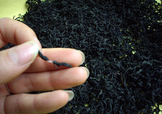 杜仲茶是熱性的嗎？杜仲茶和杜仲是一樣?xùn)|西嗎