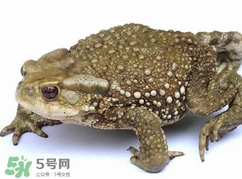 蟾蜍怎么讀？蟾蜍是保護動物嗎？