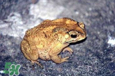 蟾蜍怎么分辨公母？蟾蜍如何養(yǎng)殖