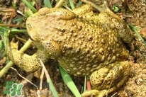 蟾蜍能治療癌癥嗎？蟾蜍能治什么病