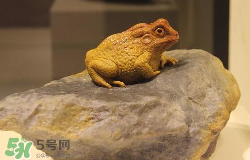 蟾蜍能活多久？蟾蜍可以活多少年