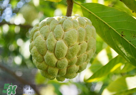 番荔枝什么時候成熟？番荔枝什么時候開花？