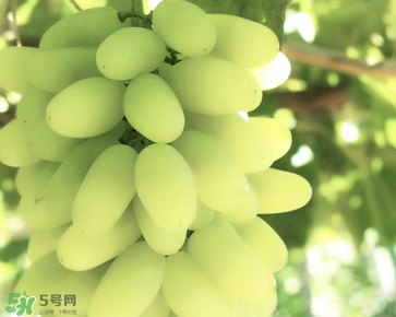馬奶葡萄什么時候上市？馬奶葡萄2017上市時間