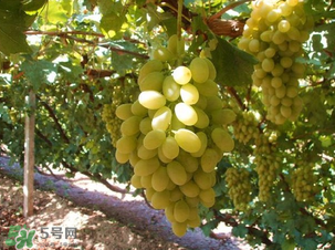 馬奶葡萄多少錢一斤？馬奶葡萄2017價格