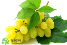 馬奶葡萄多少錢一斤？馬奶葡萄2017價格