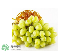 馬奶葡萄怎么保存？馬奶葡萄保存方法