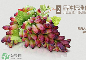 馬奶葡萄怎么保存？馬奶葡萄保存方法