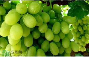 馬奶葡萄怎么保存？馬奶葡萄保存方法