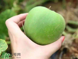 梨瓜是熱性還是涼性？梨瓜是酸性還是堿性？
